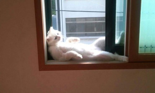 ghost-of-algren:plasmalogical:themarinestarringjohncena:Look how hard this cat is lounging (twitter)