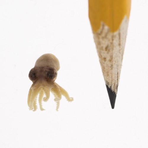 “Squidward, if you had some hair, you’d be the most gorgeous creature in the sea!You’ve got looks… t