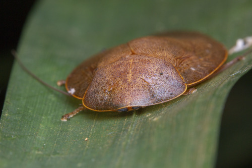 onenicebugperday:Cockroaches and nymphs in the genus Pseudophoraspis Found in Southeast AsiaPhotos 1