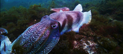 Cuttlefish