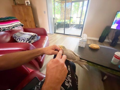 Spoiled Dodo getting ALLLL the attention and scritches#bird #birds #cockatiel #cockatiels #pet #pets