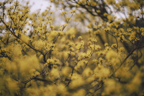 2022-03-20Spring, Cornus officinalisCanon EOS R3 + RF50mm f1.2LInstagram  |  hwantastic79vivid