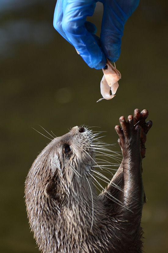 dailyotter:  Otter Reaches Up to Receive a Treat Via lucyb_22 