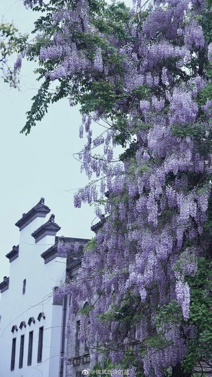 fuckyeahchinesegarden:wisteria blossoms in laomendong, nanjing by 微风吹淡的蓝