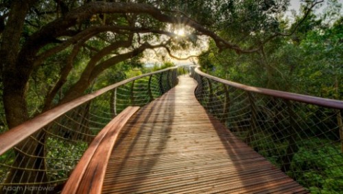 architags:  Boomslang. Treetop Walk. Mark Thomas Architects + Henry Fagan & Partners. Cape Town- Kirstenbosch Botanical Gardens. source: archdaily photos © Adam Harrower