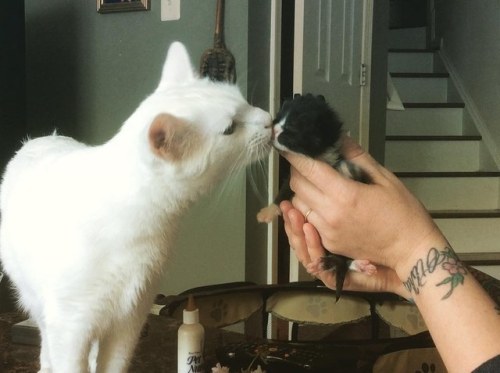 blackbirdandthefox: catsbeaversandducks: Benny The Surrogate Cat Dad Benny gets the most joy wh