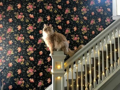 awwcutefuzzyanimals:This majestic little lion monster actually made it onto a banister instead of do