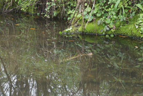 A couple more N. rhombifer from this morning, along with some turtles.