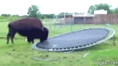 easterelf:  shutupgrayce:  conflictingheart:  Animals Jumping on Trampolines  This is the only thing to make me laugh today.  OMG THE BISON THOUGH HIS LITTLE TAIL WAGGING AS HE MUSHES HIS FACE IN 