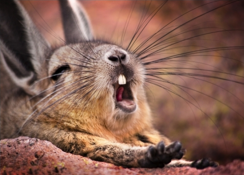 cool-critters:Southern viscacha (Lagidium viscacia)The southern viscacha is a species of rodent in t