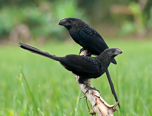 ainawgsd:The smooth-billed ani (Crotophaga ani) is a large near passerine bird in the cuckoo family.