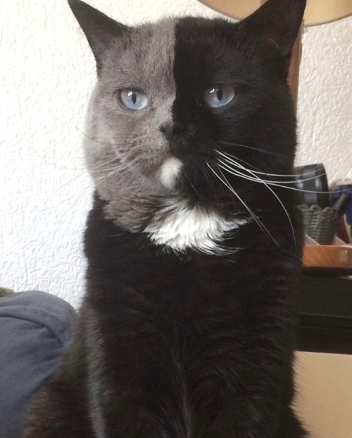 nicemandowntown:Two face!