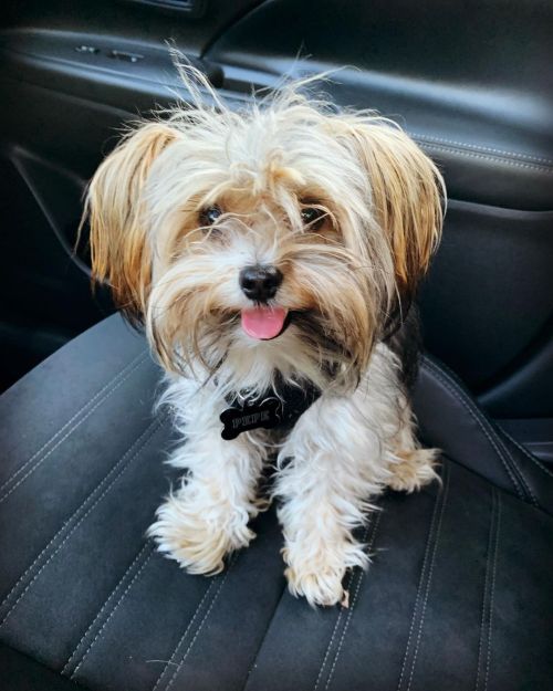 #pepe #pepetheyorkie #yorkiesofinstagram #yorkies #miniyorkies My stinky. 🐶🤎🤎🤎🤎🤎 https://www.instagram.com/p/CO_8uuFLNdW/?utm_medium=tumblr