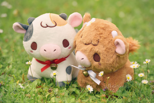 fluffysheeps:

They’re on a field date 🌼🐮AfternoonFika #LOOK AT THESE BABIES