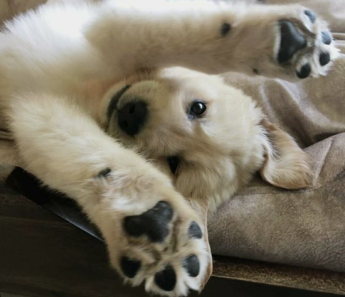 jaymaythegiraffe:Puppy dab