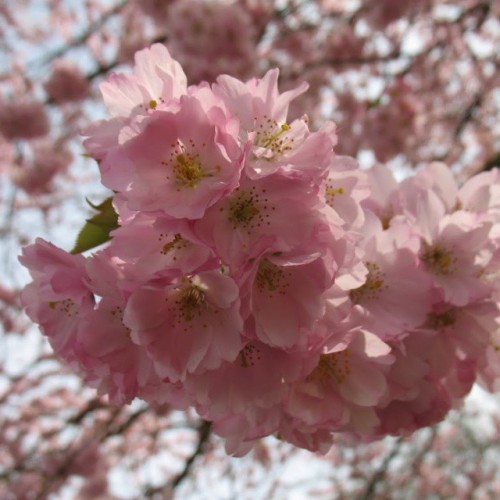 Some Pink #tree #blossoms In #Fredenbaumpark #Dortmund 12.4.15 #latergram Canon PowerShot A620 (en Fredenbaum)