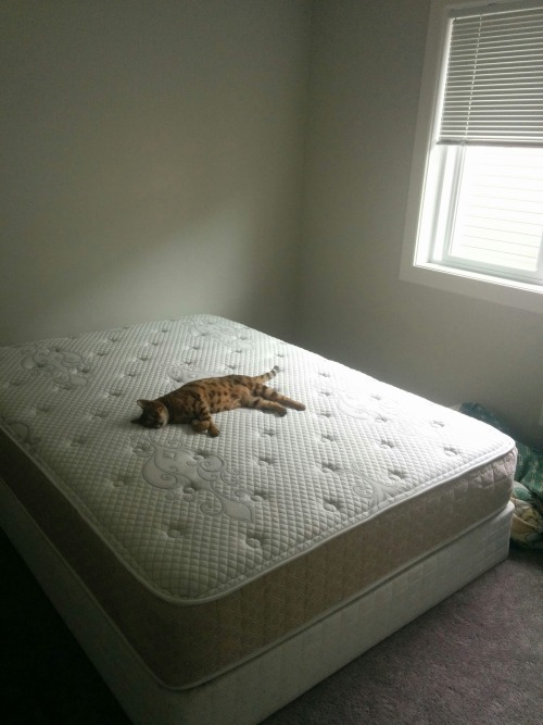 awwww-cute:I think she likes the new spare bed. (Source: http://ift.tt/1Tpi0Bx)