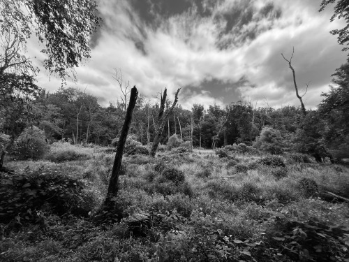 Saturday morning walk in Reston. This is why Liz and I feel lucky to live here.photo: David Castenso