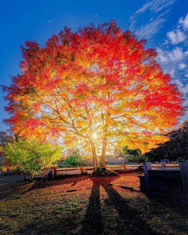 photographss-world:Hele vakit gelsin, sevda dal versin uzanacağız bir sabah çiçekli bir ağaca…Ahmet Telli…