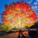 photographss-world:Hele vakit gelsin, sevda dal versin uzanacağız bir sabah çiçekli bir ağaca…Ahmet Telli…