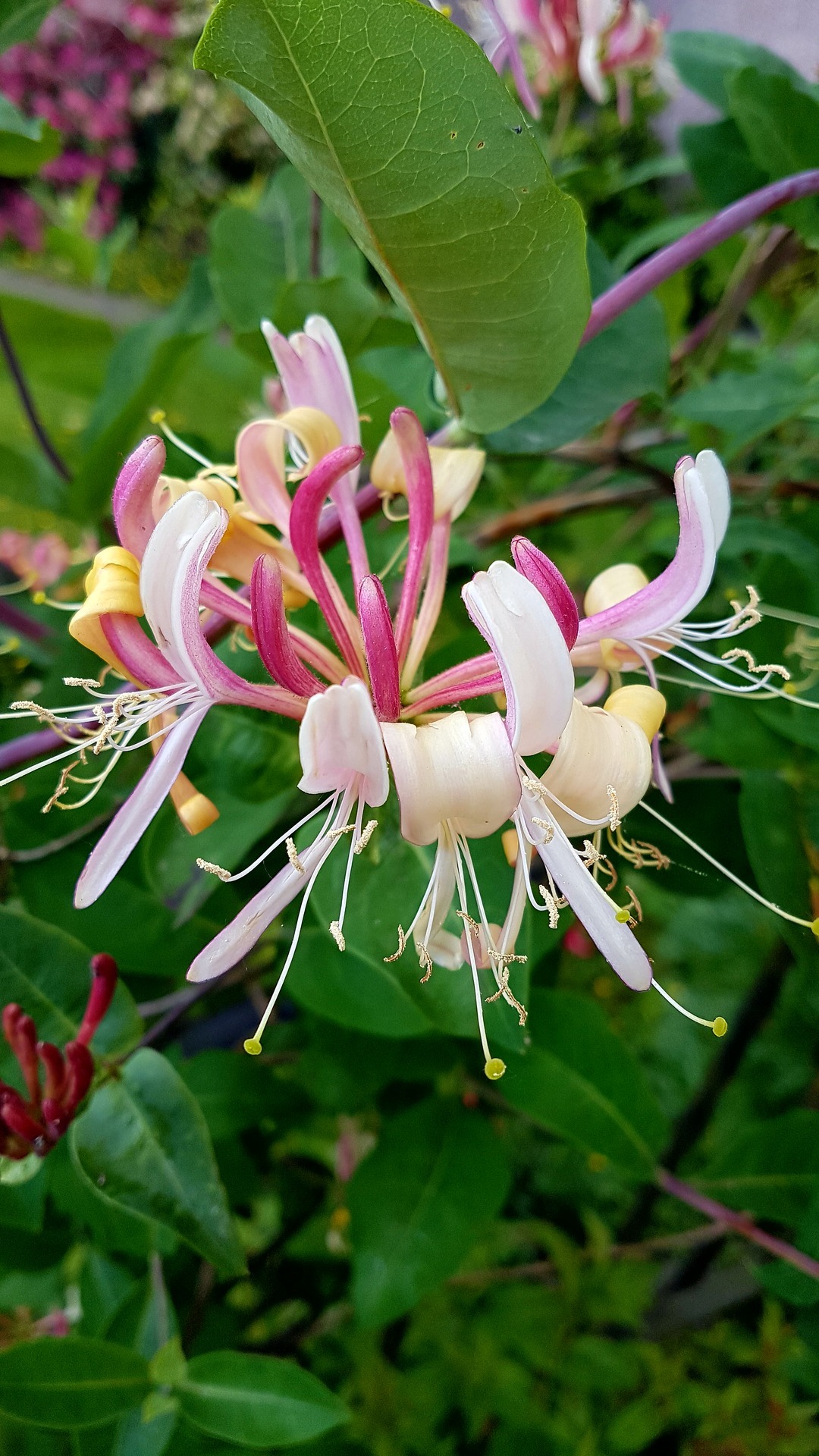 she-who-treads-on-water: “Honeysuckles blooming up the stair railings. ”