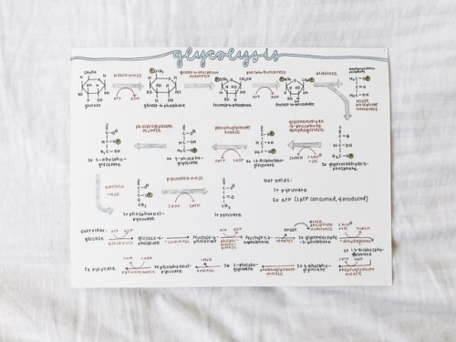 Biochemistry Study-posters I Made For Last Quarter (that I’ve Procrastinated Posting)