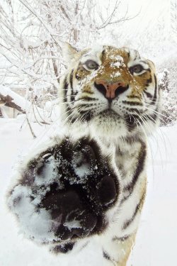 awwww-cute:  High five, Tiger in the snow