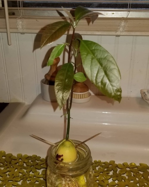 So&hellip;I did a thing. I, like so many others have tried innumerable times to grow an avocado tree