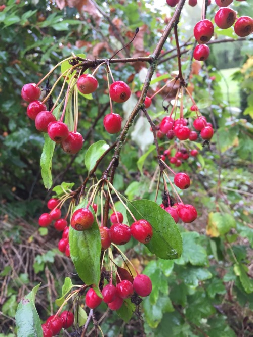 5-and-a-half-acres:Crab apples.