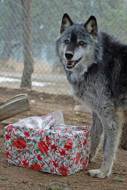 wolveswolves:Wolf at Wild Spirit Wolf Sanctuary with his Christmas present Source