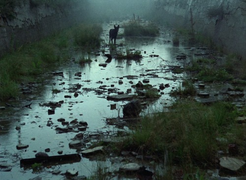 Stalker | Andrei Tarkovsky | 1979