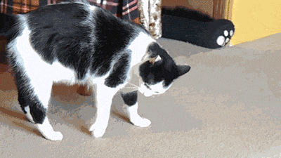 welele:  Gatos Derp