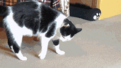 thecatsmustbecrazy:  (via Cat Animated GIF)