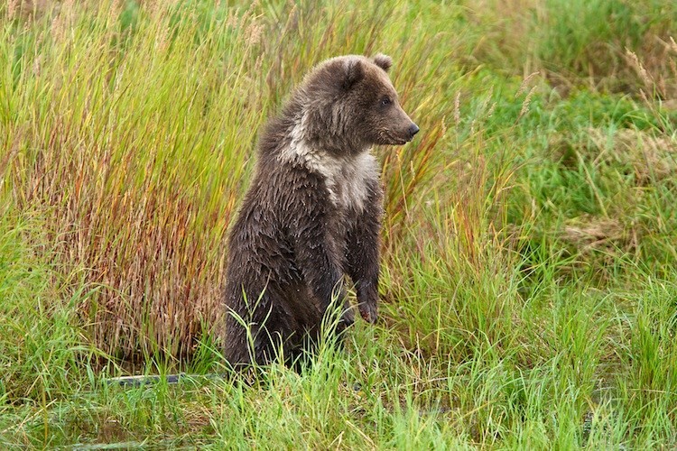 fuck-yeah-bears:  Looking For Mom by Buck Shreck