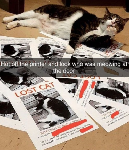 animalsnaps:Cat snaps