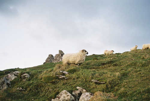 stephaniedolen:a flock of sheep, ireland