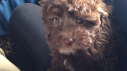 awwww-cute:  The passenger next to me on my plane kept trying to talk to me