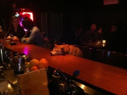 yungnativeman:  denchgang:  ruff day  &ldquo;Yes, one Sapporo draft pls thank you&rdquo; 