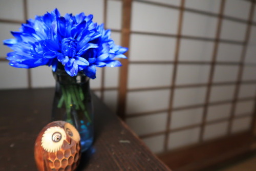 This Week’s Ikebana  - Sparkling BlueAt the local michi-no-eki someone had gone to a lot of trouble 