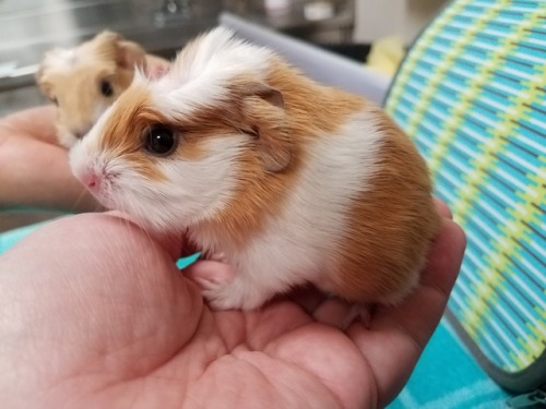 talesfromtreatment: talesfromtreatment: fact: day old guinea pigs are 90% head. Fact: my job is some