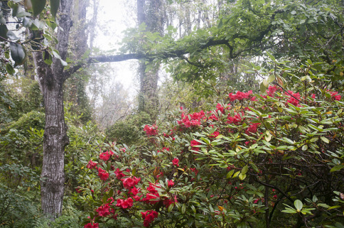 90377:Pink Azalea with Rhododendrons, Darts Hill by Scarlet Black