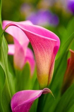 flowersgardenlove:  lovely lily Beautiful