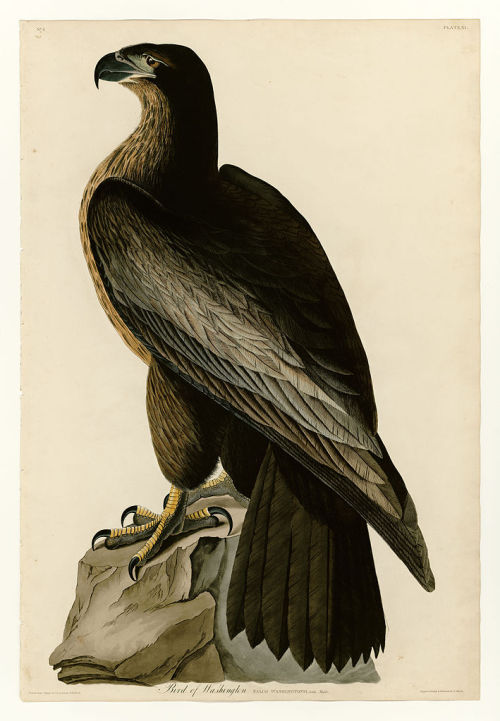 Plate 11. Bird of Washington, John James Audubon