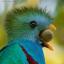 quetzalsarecool