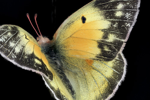 usgsbiml:Orange Sulphur - Colias eurytheme - Not sure how we got ahold of this specimens.  Perh