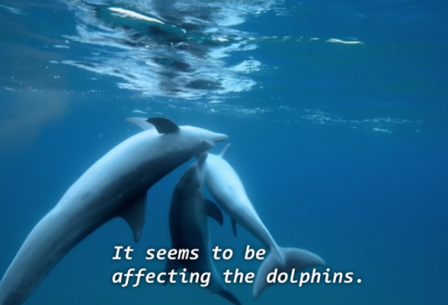 chefcurrywithdathots: primaldata: rubiesfairy: gang0fwolves: nyilams: did u kno dolphins puff puff p