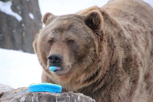 loveforallbears:  Happy 13th birthday, Brutus - via Montana Grizzly Encounter | more here 