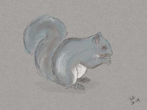 Squirrel!