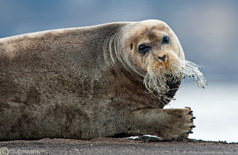 Happy International Seal Say! What's Your Favorite Seal?