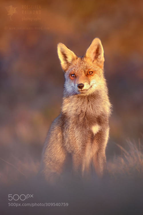 Hypnotised by the Light by RoeselienRaimond